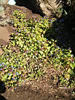 Ceratostigma - Plumbaginoides (en Corse) (01) (Photo F. Mrugala)